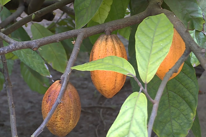 Produção do café e cacau em São Tomé e Príncipe