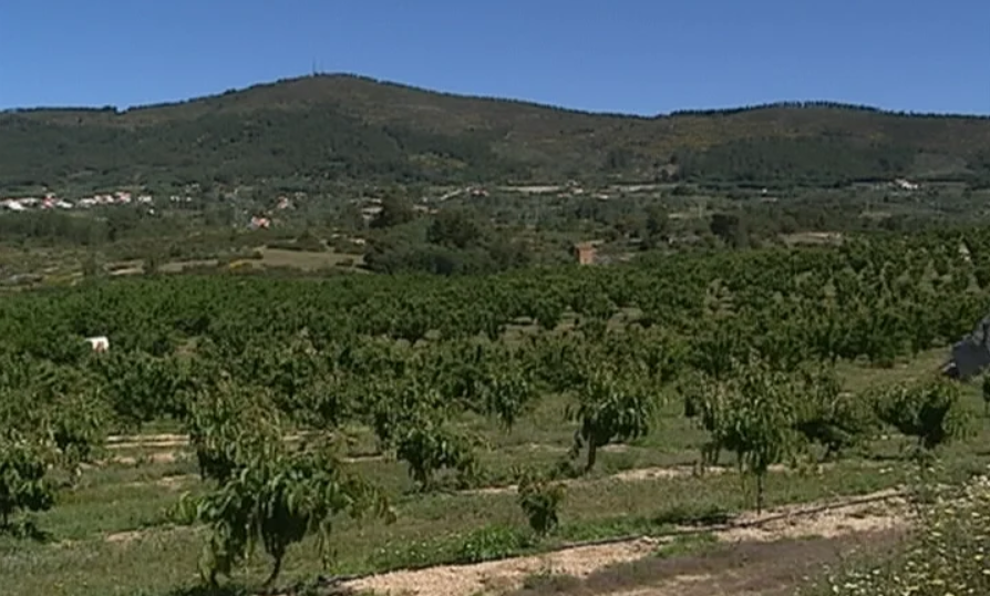 Campanha agrícola da cereja na Beira Baixa