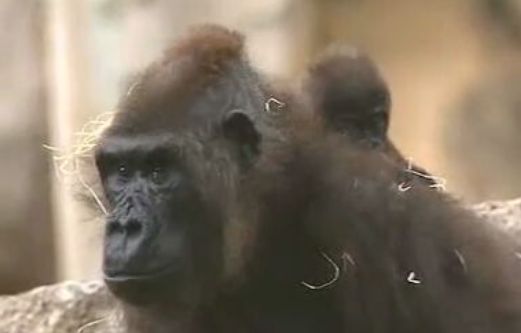 Nascimento de gorila no zoo