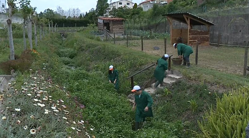 Projeto “Sabor a Agrião” da Cerci de Estarreja I
