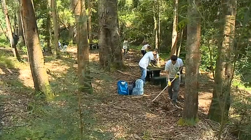 Limpeza da floresta no Pinhal do Rei