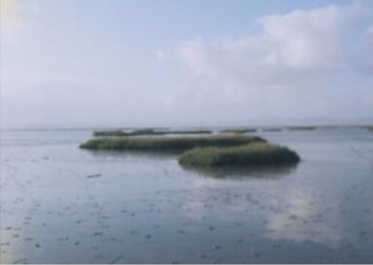 Aves do Estuário do Tejo