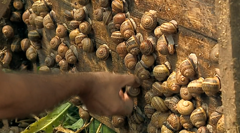 Produção de caracóis em Portugal