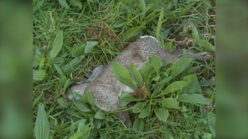Decréscimo da população de coelhos nos Açores