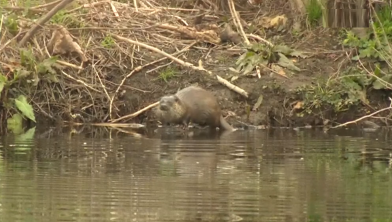 Natureza Selvagem: Lontras do rio Sabor