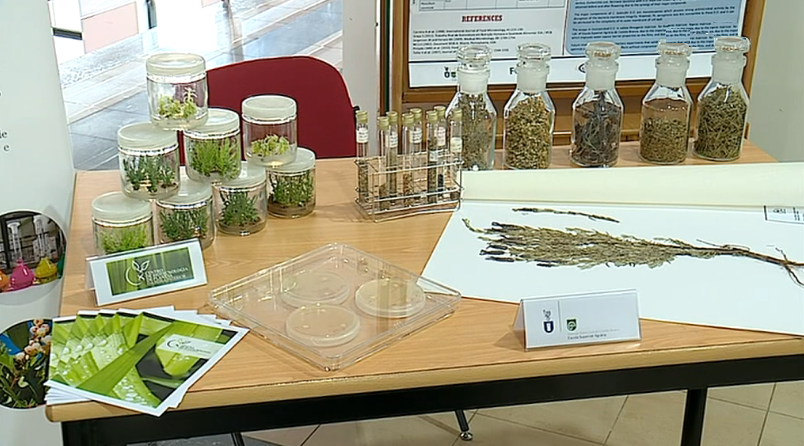 Produção de plantas medicinais e aromáticas
