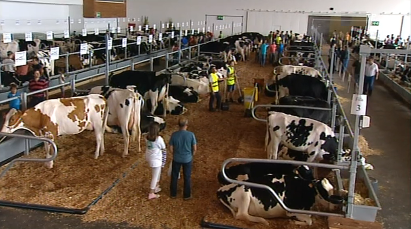 XV Concurso da Raça Holstein Frísia na Feira Agrícola Santana
