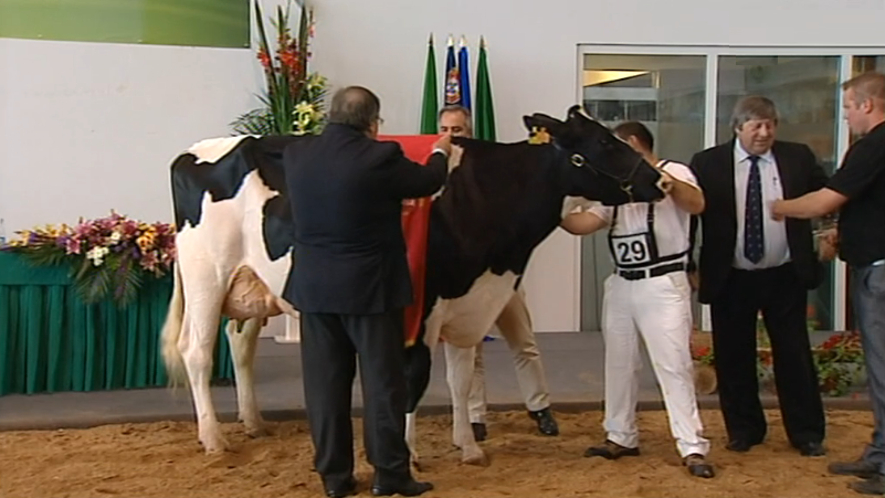 Concurso raça Holstein Frísia