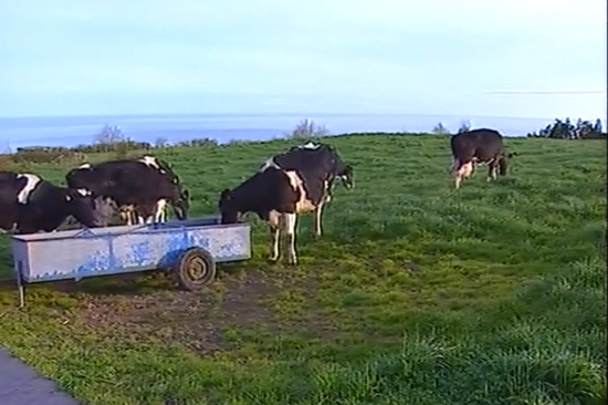Federação Agrícola dos Açores pede apoio para o setor leiteiro