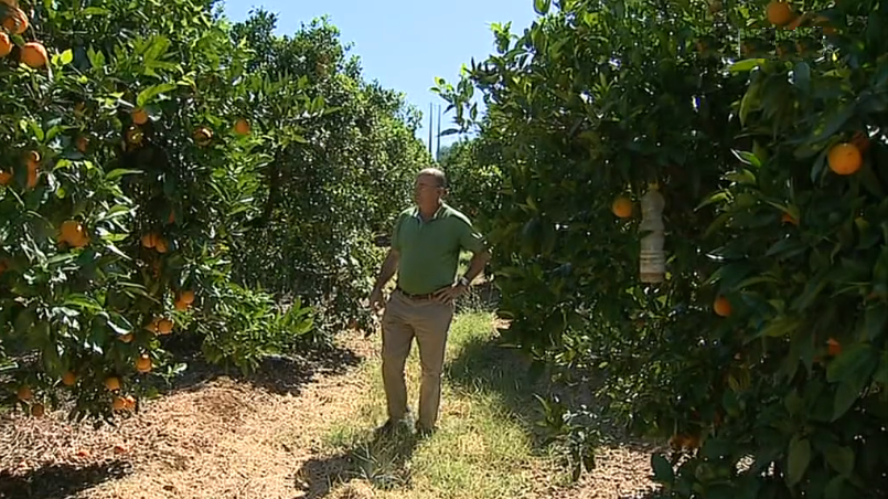 Roubo de laranjas no Algarve