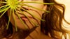 Imagem de Disco A1: Daniela Mercury – Canibália