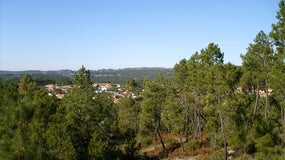 Imagem de “Programa da Manhã” dedicado à floresta portuguesa