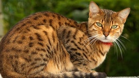Imagem de Assinala-se hoje o Dia Internacional do Gato