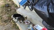 Imagem de Reportagem Antena 1: “A Guarda dos Animais”.