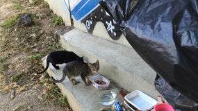 Imagem de Reportagem Antena 1: “A Guarda dos Animais”.