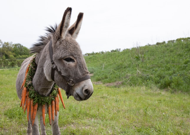Imagem do filme: “Eo”: burro procura companhia