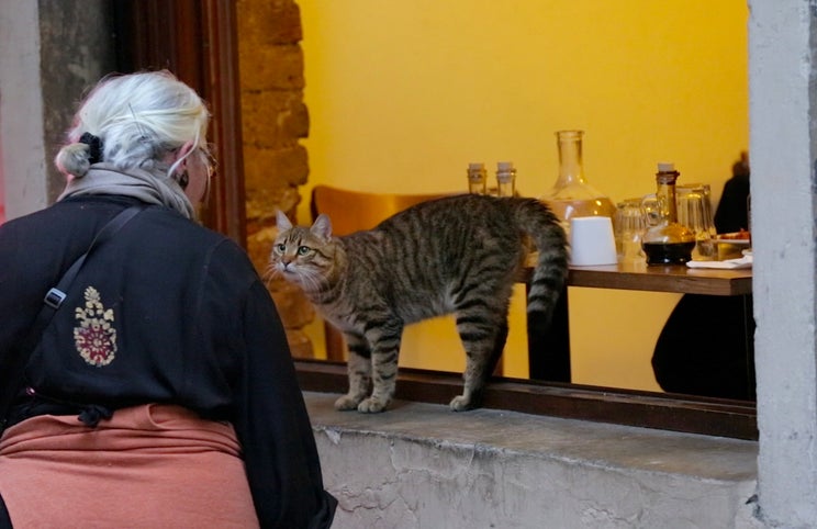 Cenas de Instambul — uma cidade com uma genuína cultura dos gatos