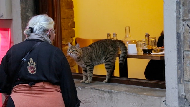 Cenas de Instambul — uma cidade com uma genuína cultura dos gatos