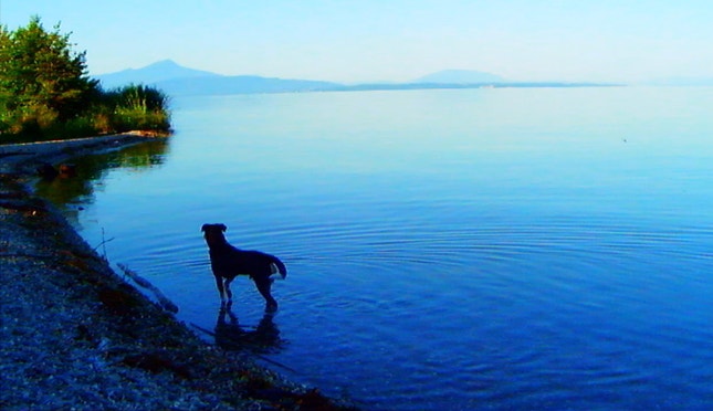 Paisagem da Suíça contemporânea: Roxy filmado por Godard