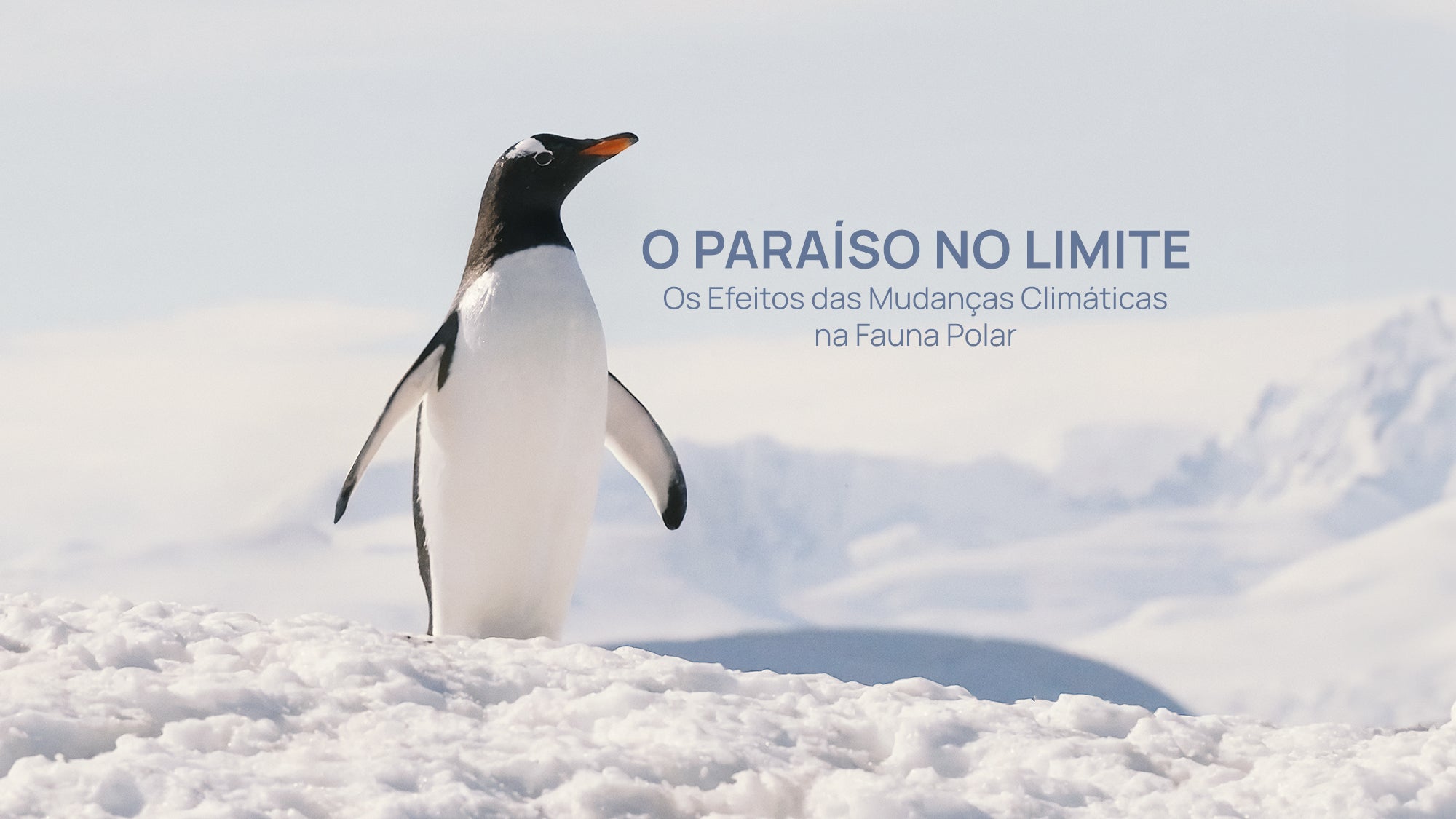 Imagem promo de O Paraíso no Limite: Os Efeitos das Mudanças Climáticas na Fauna Polar