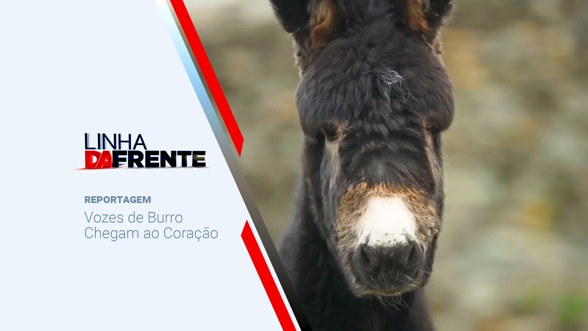 Imagem promo de Linha da Frente - Vozes de Burro Chegam ao Coração