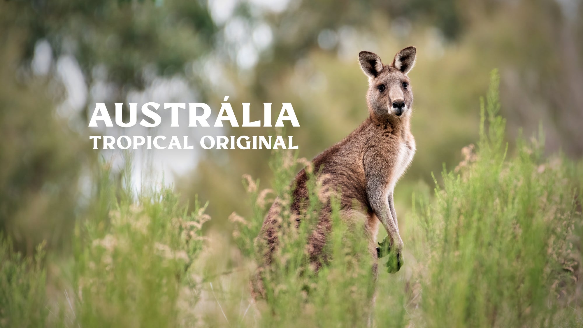 Imagem promo de Austrália Tropical Original