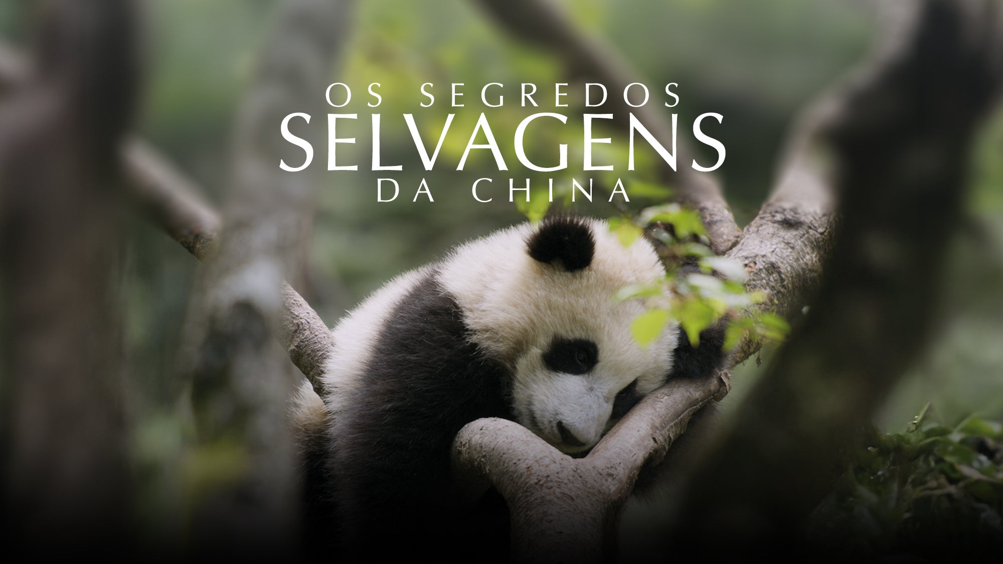 Imagem promo de Os Segredos Selvagens da China
