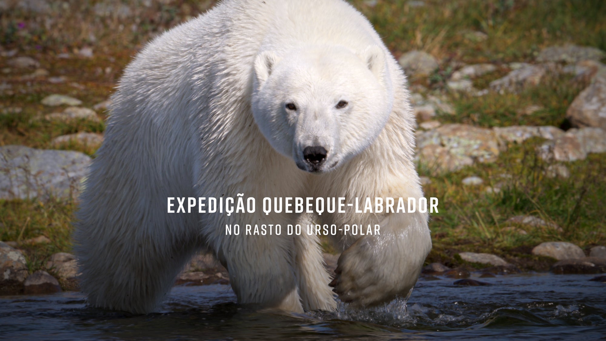 Imagem promo de Expedição Quebeque-Labrador - No Rasto do Urso-Polar