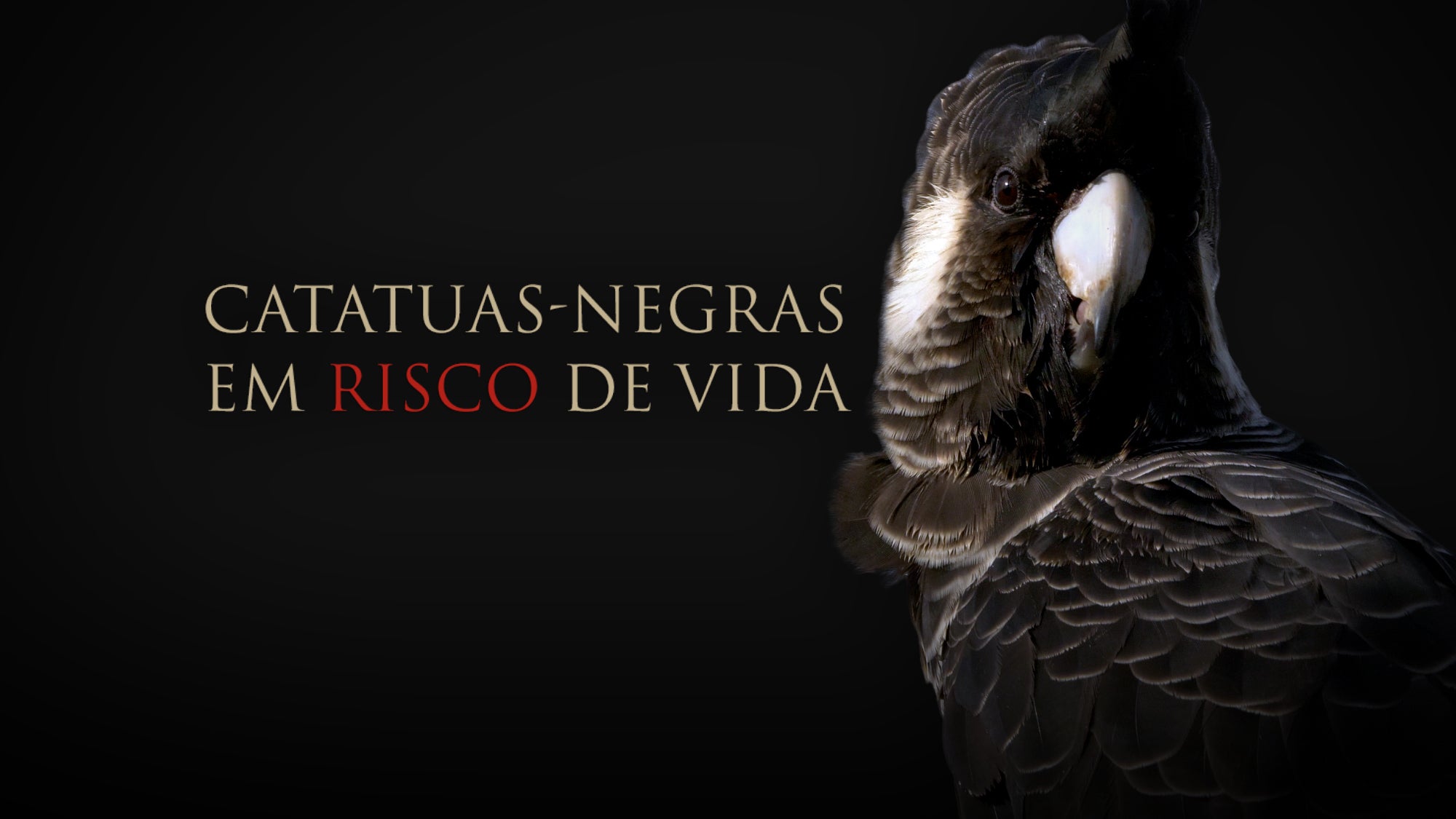 Imagem promo de Catatuas-Negras em Risco de Vida