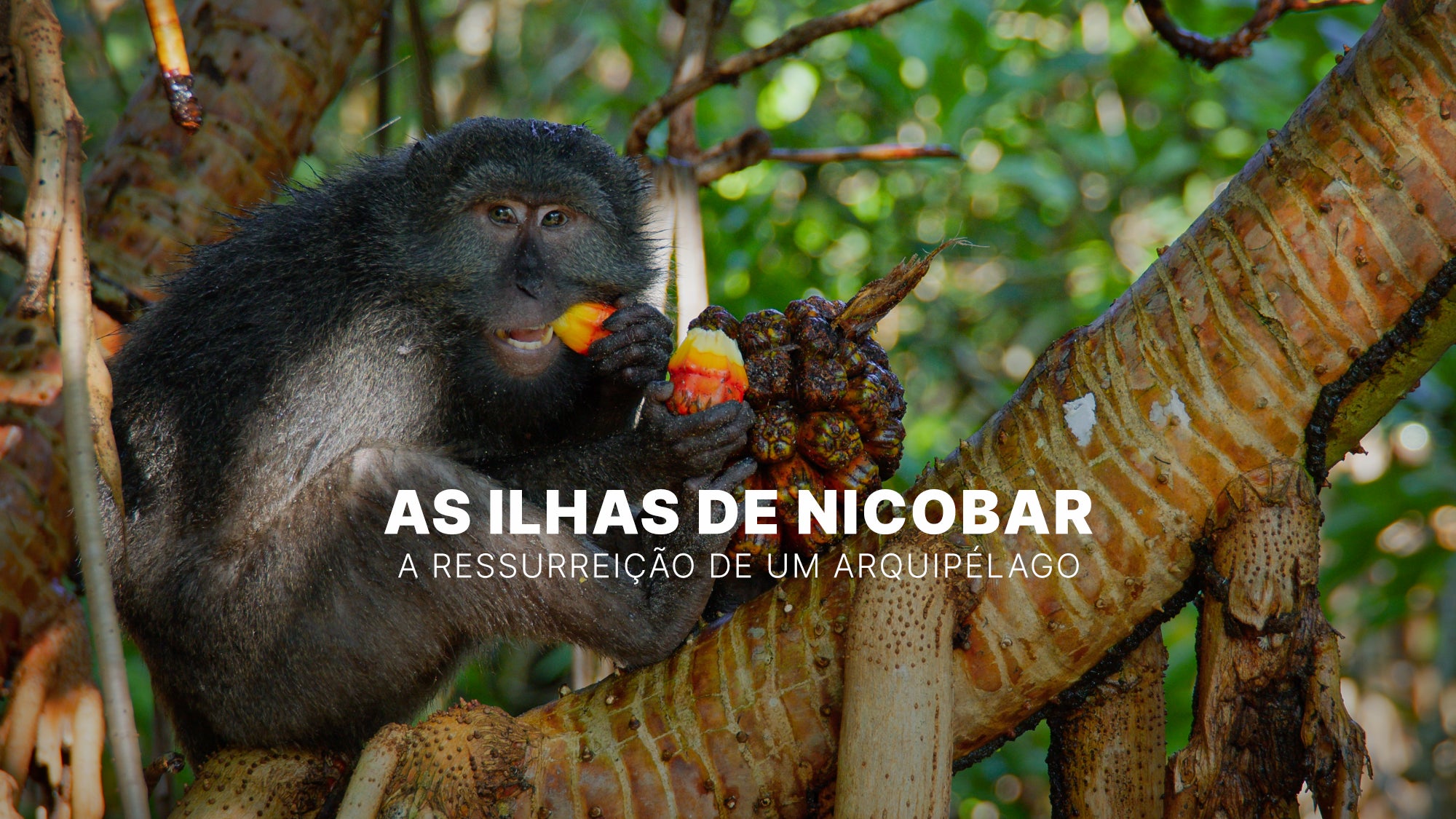 Imagem promo de As Ilhas de Nicobar - A Ressurreição de um Arquipélago