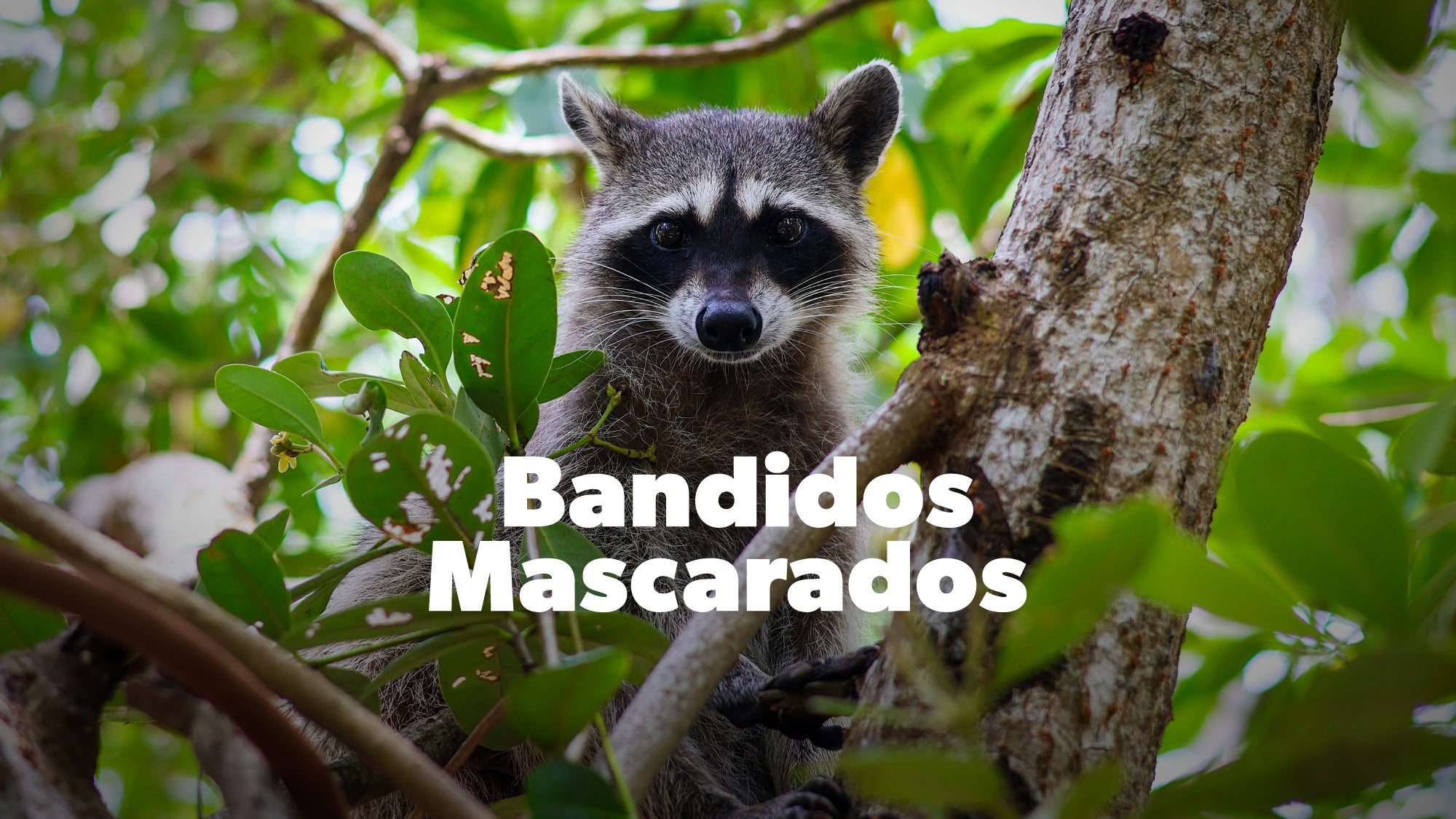 Imagem promo de Bandidos Mascarados