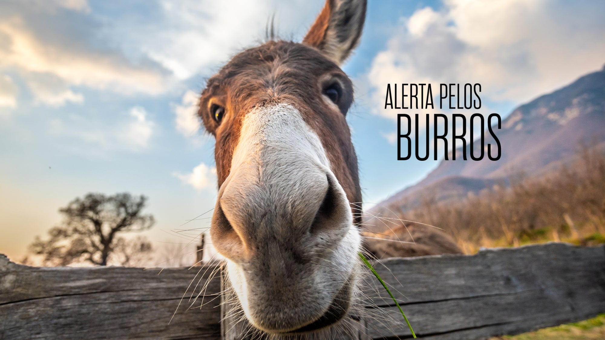 Imagem promo de Alerta Pelos Burros