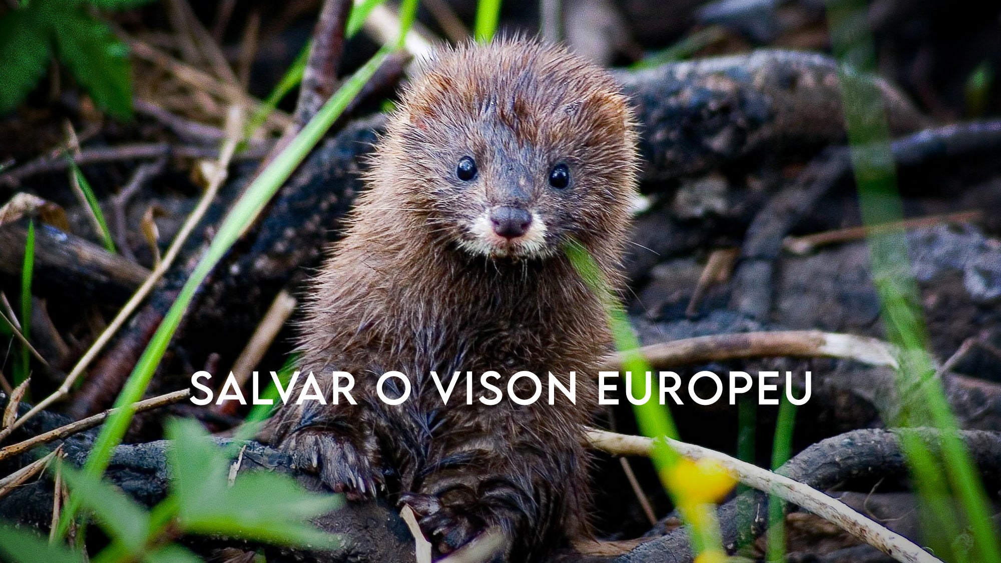 Imagem promo de Salvar o Vison Europeu