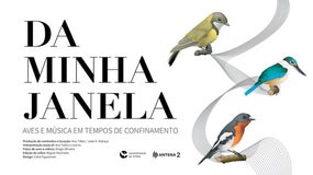 Da minha janela… Aves e Música em tempos de confinamento