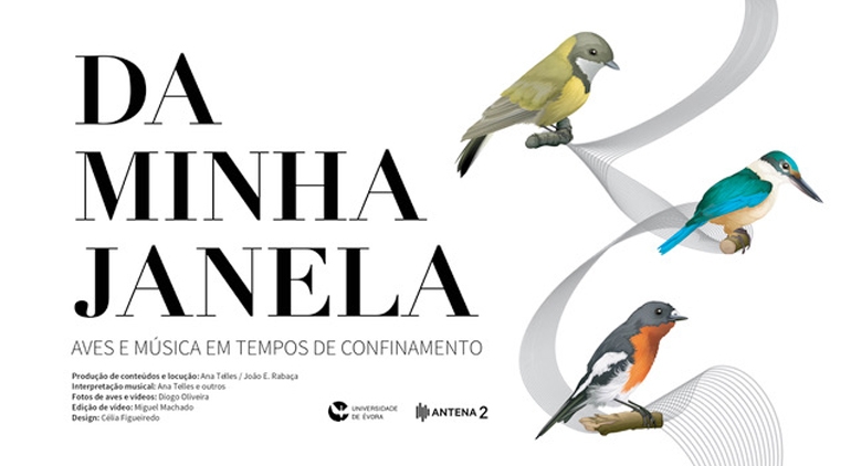 Da minha janela... Aves e Msica em tempos de confinamento Da minha janela... Aves e Msica em tempos de confinamento