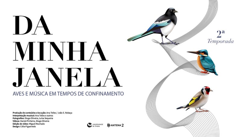 Da minha janela… Aves e Música em tempos de confinamento