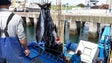Imagem de Direção de pescas proibiu entrada de atum sem cabeça nas lotas da Madeira