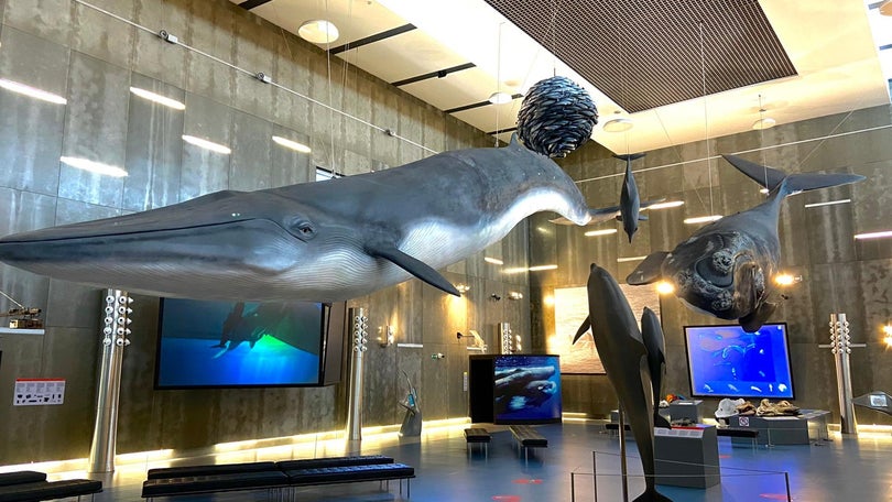 Imagem de Cinema no jardim do Museu da Baleia