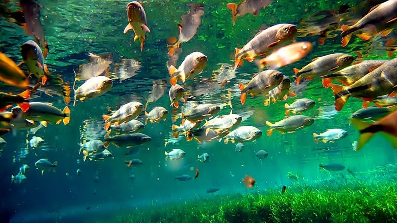 Imagem de Dia Nacional da Conservação da Natureza