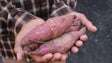 Associação procura agricultores com batata-doce (áudio)