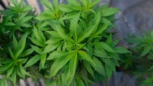 Imagem de Homem detido em Santana por tráfico droga e cultivo de Cannabis