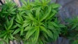 Homem detido em Santana por tráfico droga e cultivo de Cannabis