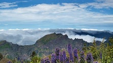 Imagem de Associação do Parque Ecológico do Funchal em festa
