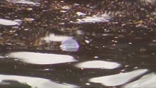 Imagem de Universidade estuda águas-vivas nos mares dos Açores (Vídeo)