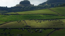 Imagem de Agricultura açoriana reforçada em Bruxelas (Vídeo)