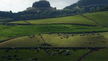 Agricultura açoriana reforçada em Bruxelas (Vídeo)