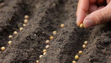 Imagem de Novo software controla agricultura vertical desde a semente à embalagem