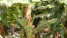 Imagem de Vulcão destrói 600 hectares de terrenos agrícolas (vídeo)
