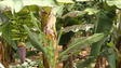 Imagem de Vulcão destrói 600 hectares de terrenos agrícolas (vídeo)