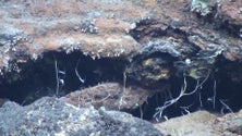 Imagem de Mar profundo: Petição que pede moratória à mineração marinha conta com mais de 500 assinaturas